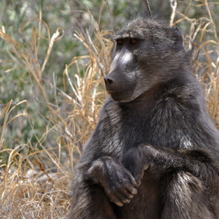 Naukluft - Chacma baboon